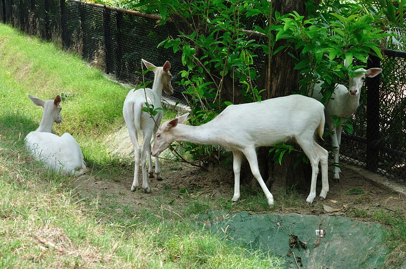 Alipore Zoo Kolkata (from Wikipedia)